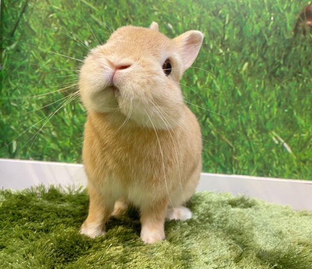 ネザー戦隊オレンジャーズ-2.0- : うさぎブログ うさぎのしっぽ公式