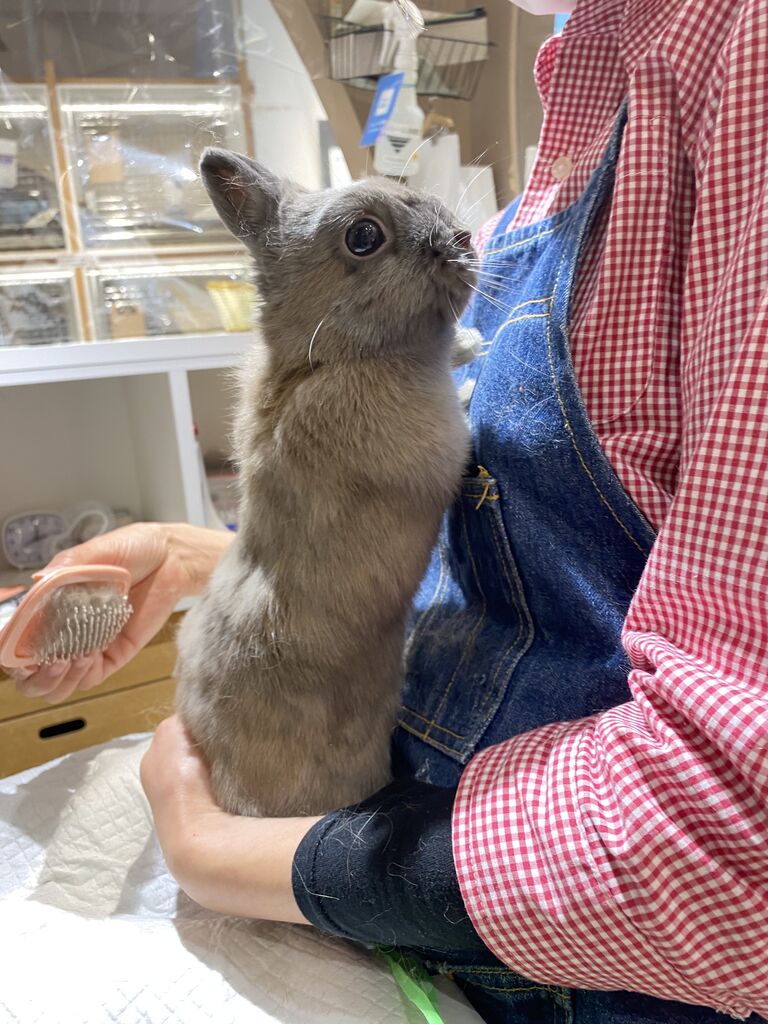 うさぎブログ うさぎのしっぽ公式ブログ「日々しっぽ」おてんば娘さんのグルーミング