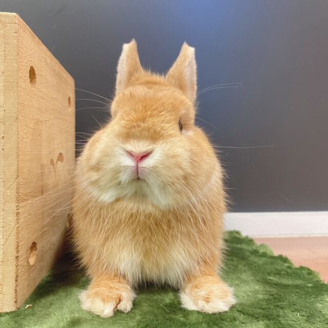うさぎ130₍ᐢ.ˬ.ᐡ₎【プロフ確認】　 うさぎ専門店LOPLOPLAND | #ネザーランドドワーフ オレンジ