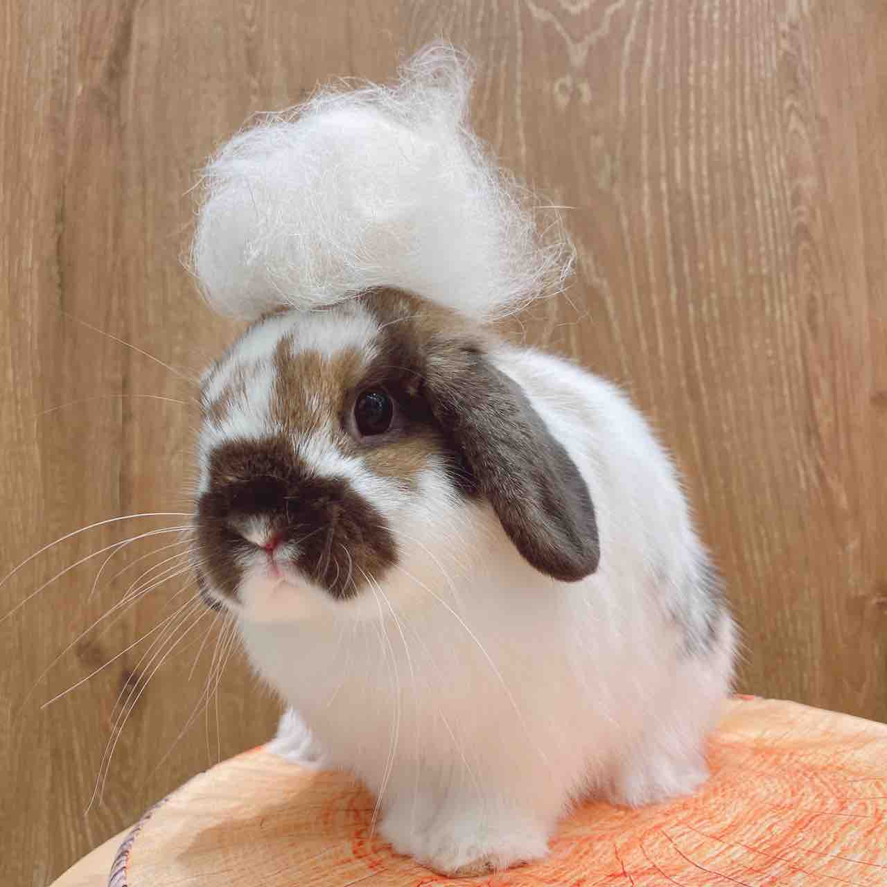 うさぎブログ うさぎのしっぽ公式ブログ 日々しっぽ ブラッシングならおまかせあれ