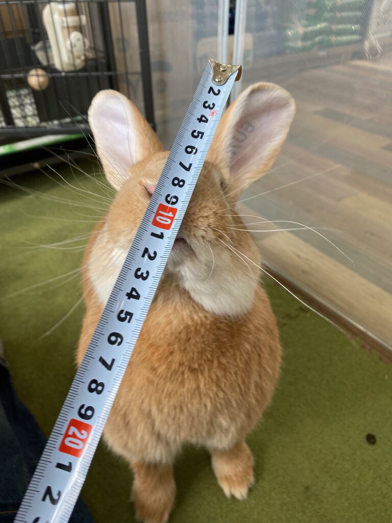 フレミッシュジャイアントのサニー君♪ : うさぎブログ うさぎのしっぽ