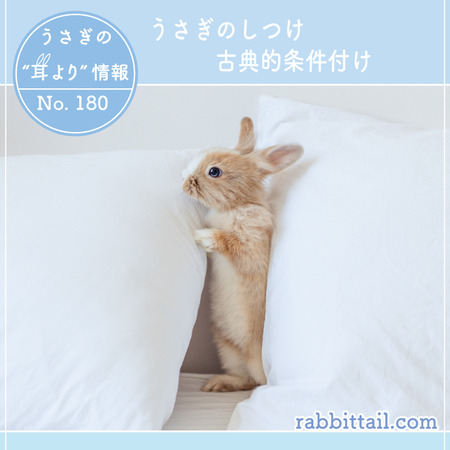 うさぎブログ うさぎのしっぽ公式ブログ 日々しっぽ うさぎの耳より情報 No 180 うさぎのしつけ 古典的条件付け