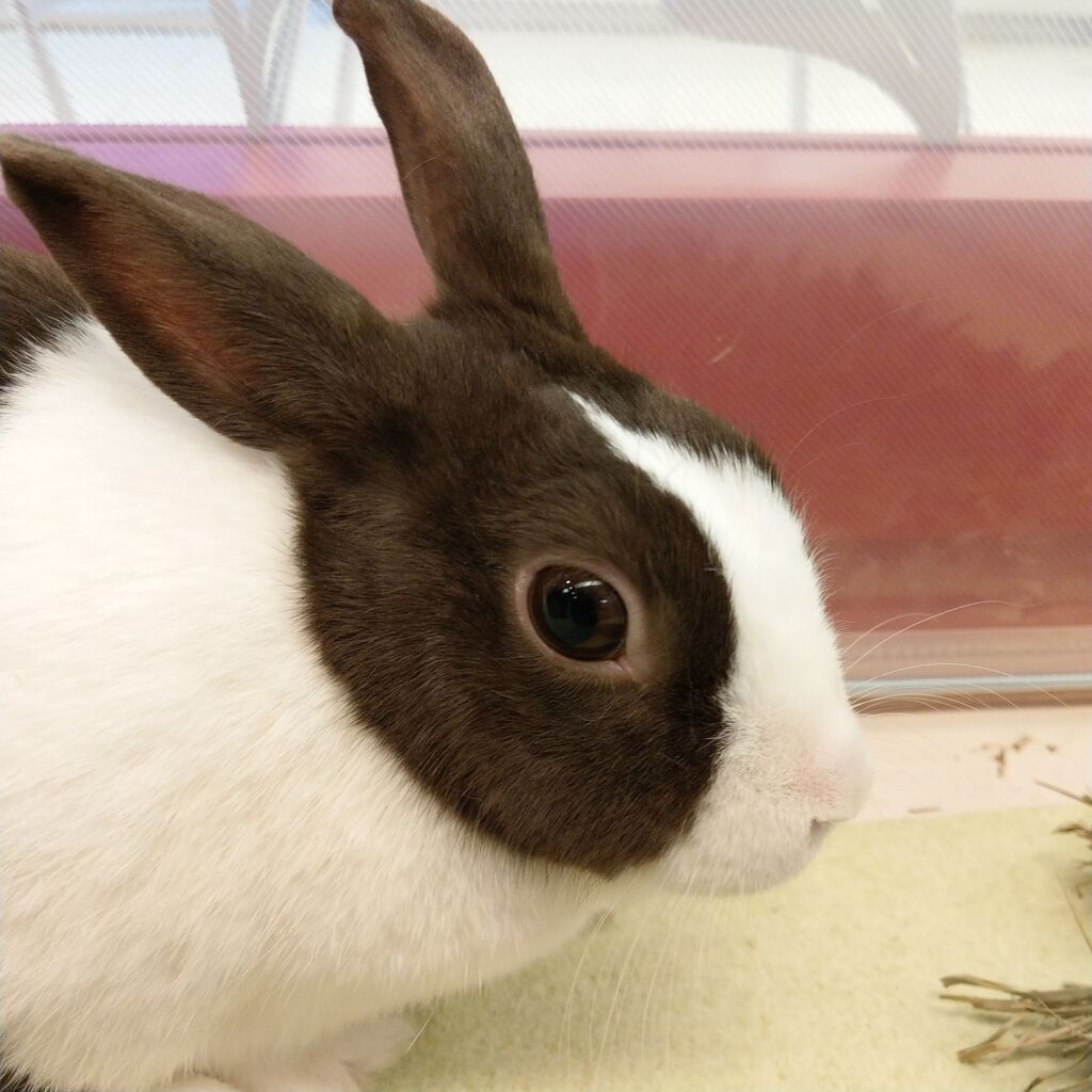 うさぎブログ うさぎのしっぽ公式ブログ 日々しっぽ ダッチの魅力