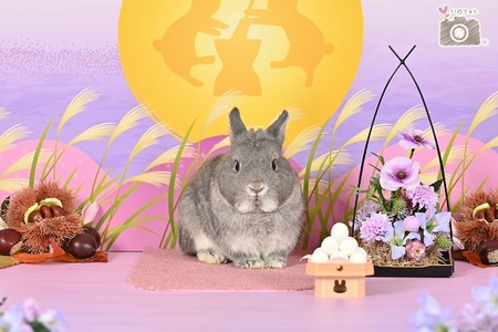 81464589a0310a228386e12422955789