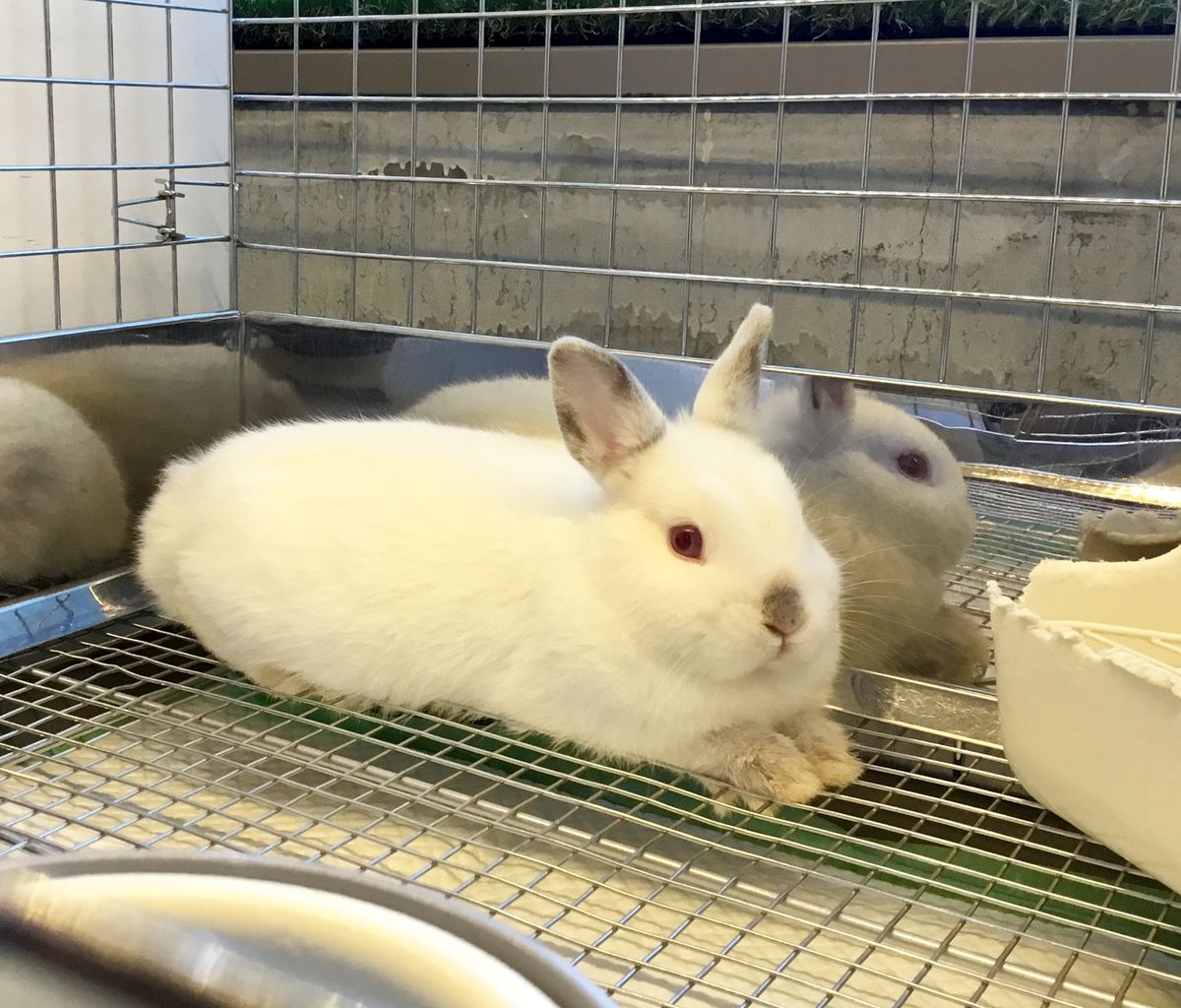 うさぎブログ うさぎのしっぽ公式ブログ 日々しっぽ ヒマラヤン うさぎブログ うさぎのしっぽ公式ブログ 日々しっぽ ヒマラヤン