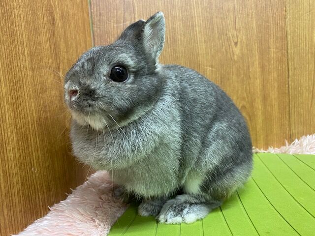 うさぎブログ うさぎのしっぽ公式ブログ 日々しっぽ 年06月19日 Livedoor Blog ブログ