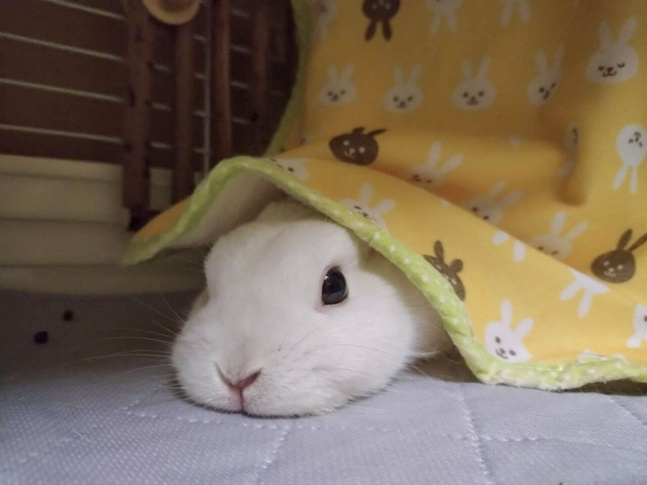 冷えにご用心 : うさぎブログ うさぎのしっぽ公式ブログ「日々しっぽ」