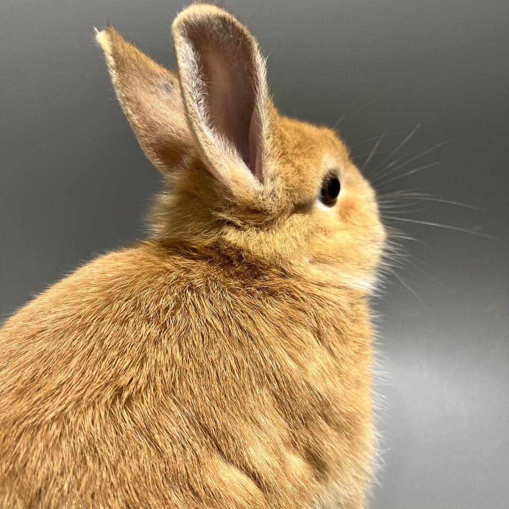 おそろいのカラーでも… : うさぎブログ うさぎのしっぽ公式ブログ