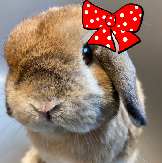 お見合いから始まる多頭飼いの魅力! : うさぎブログ うさぎの お見合いから始まる多頭飼いの魅力! : うさぎブログ うさぎの