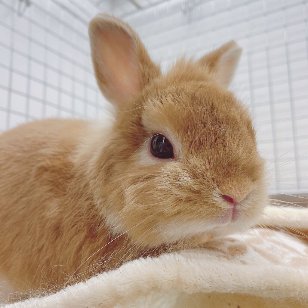 うさぎブログ うさぎのしっぽ公式ブログ 日々しっぽ とろける毛布