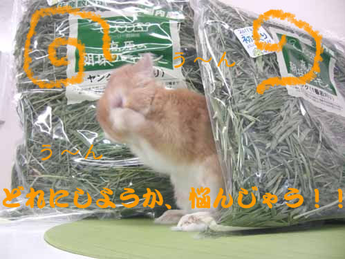 CIMG0424