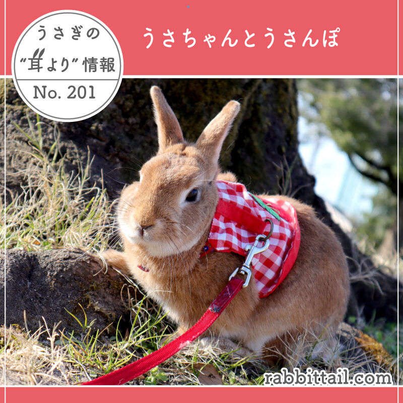 うさぎブログ うさぎのしっぽ公式ブログ 日々しっぽ うさぎの耳より情報 No 1 うさちゃんとうさんぽ うさぎブログ うさぎのしっぽ公式ブログ 日々しっぽ うさぎの耳より情報 No 1 うさちゃんとうさんぽ