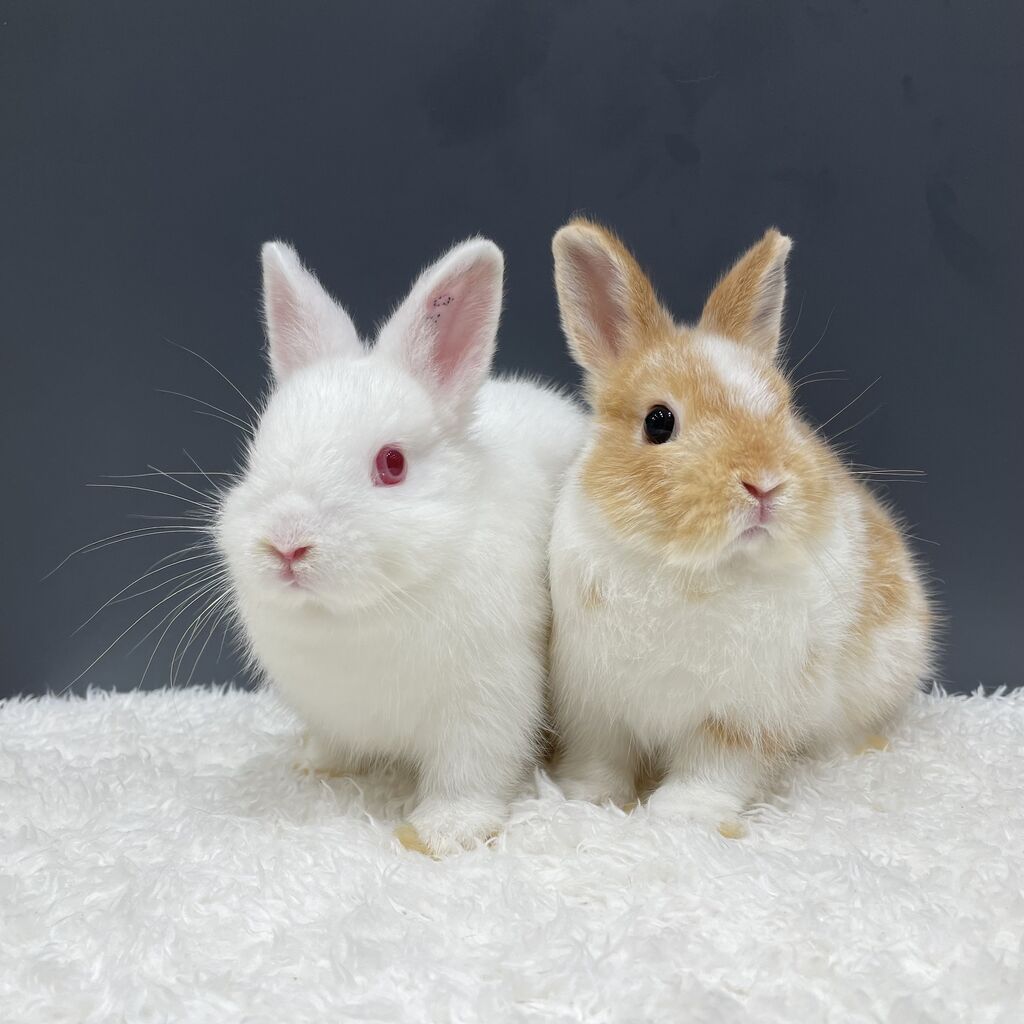 うさぎブログ うさぎのしっぽ公式ブログ 日々しっぽ 幕張新都心店新入りちゃん達