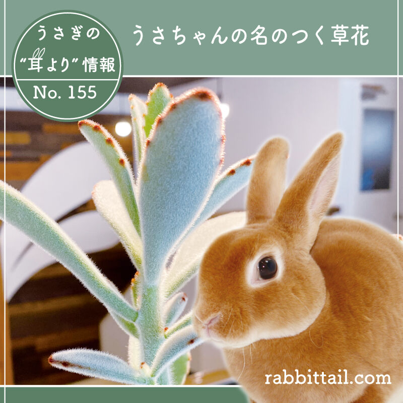 うさぎブログ うさぎのしっぽ公式ブログ 日々しっぽ うさぎの耳より情報 No 155 うさちゃんの名のつく草花