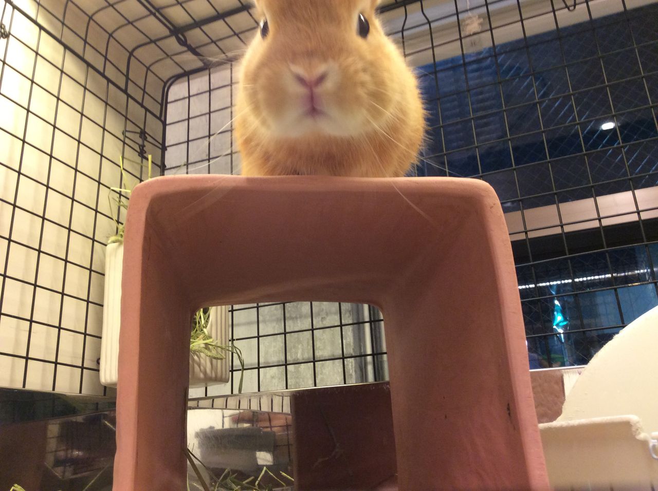 うさぎブログ うさぎのしっぽ公式ブログ 日々しっぽ 寒い冬にこそ