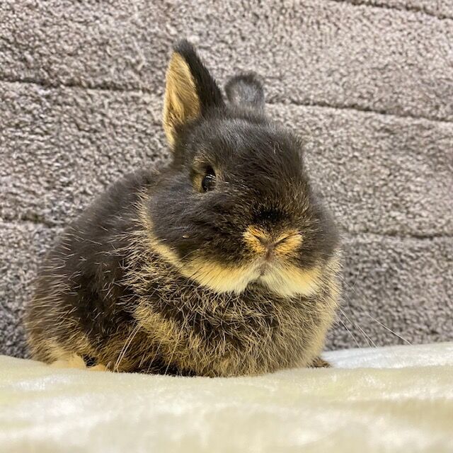 うさぎブログ うさぎのしっぽ公式ブログ 日々しっぽ 吉祥寺店におチビちゃんデビュー