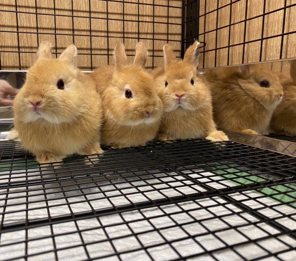 海老名店新入りちびちゃんず！！ : うさぎブログ うさぎのしっぽ公式