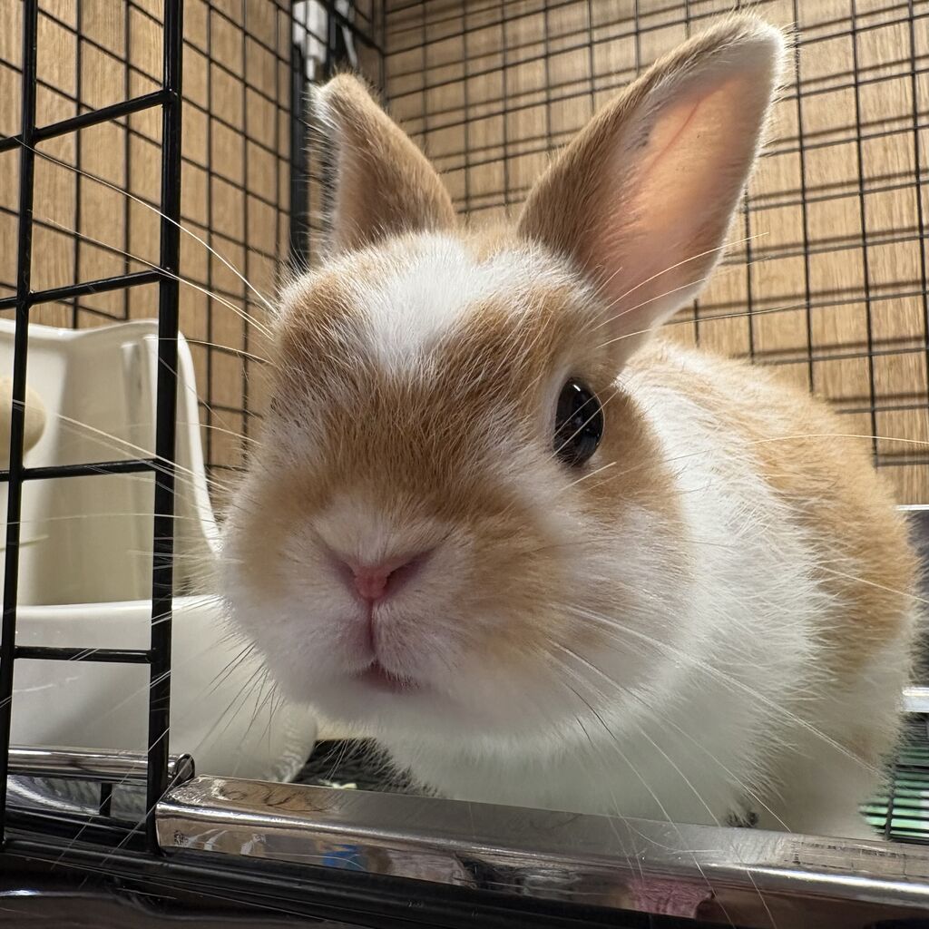 新入りうさちゃん！ : うさぎブログ うさぎのしっぽ公式ブログ「日々