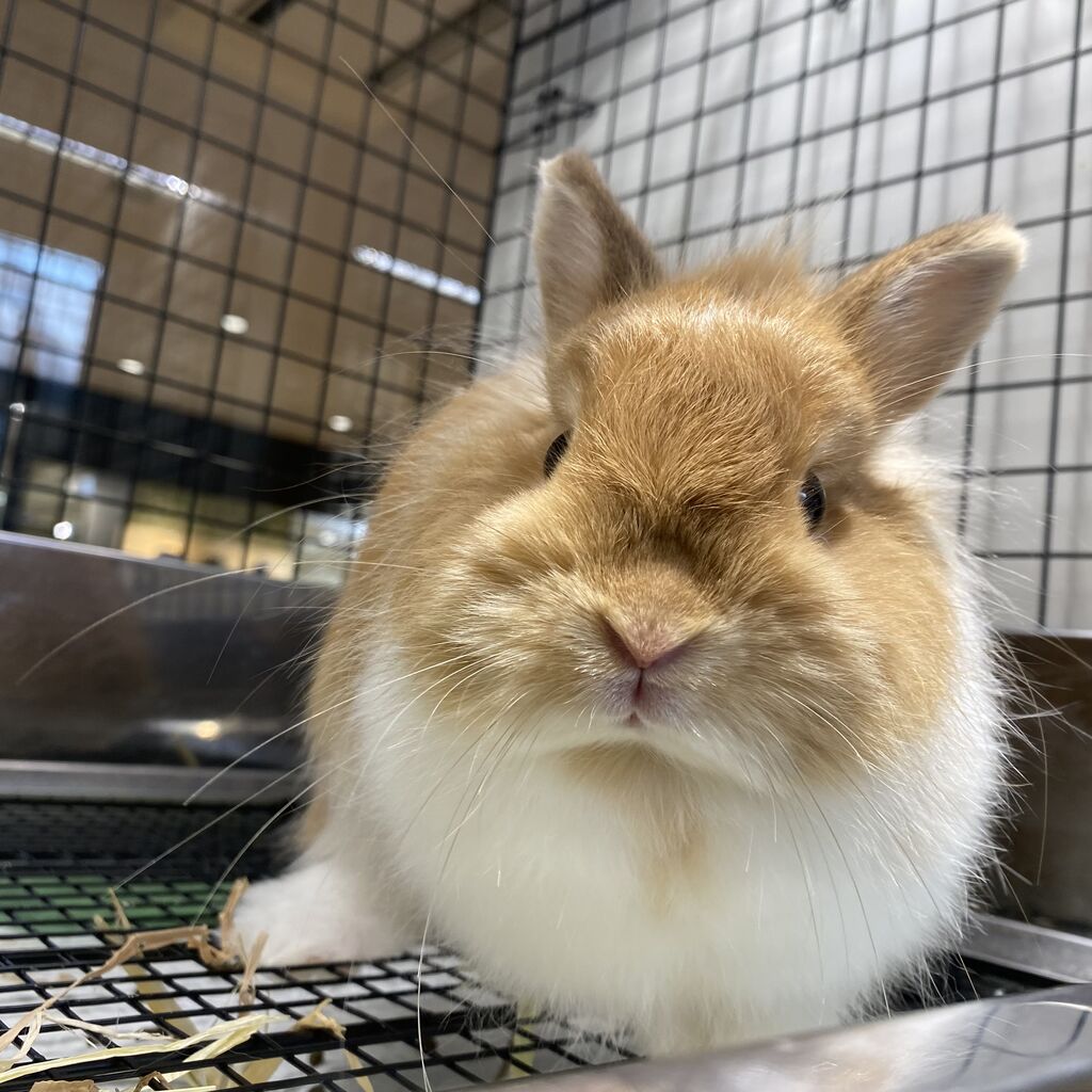 うさぎブログ うさぎのしっぽ公式ブログ 日々しっぽ お耳が特徴的なうさちゃん
