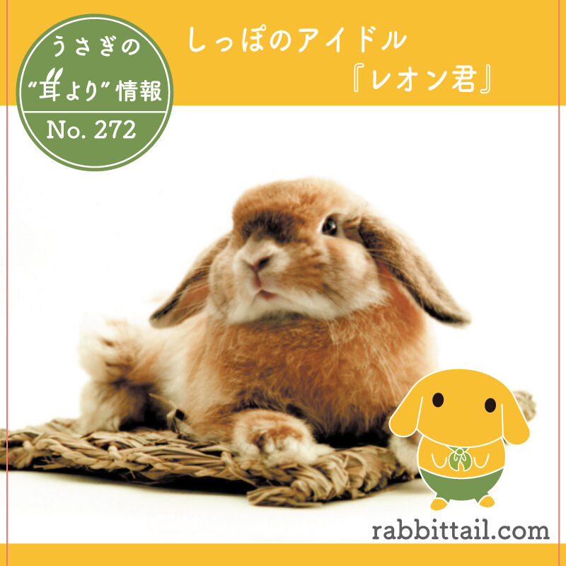 うさぎの耳より情報 No.272 しっぽのアイドル『レオン君』 : うさぎ