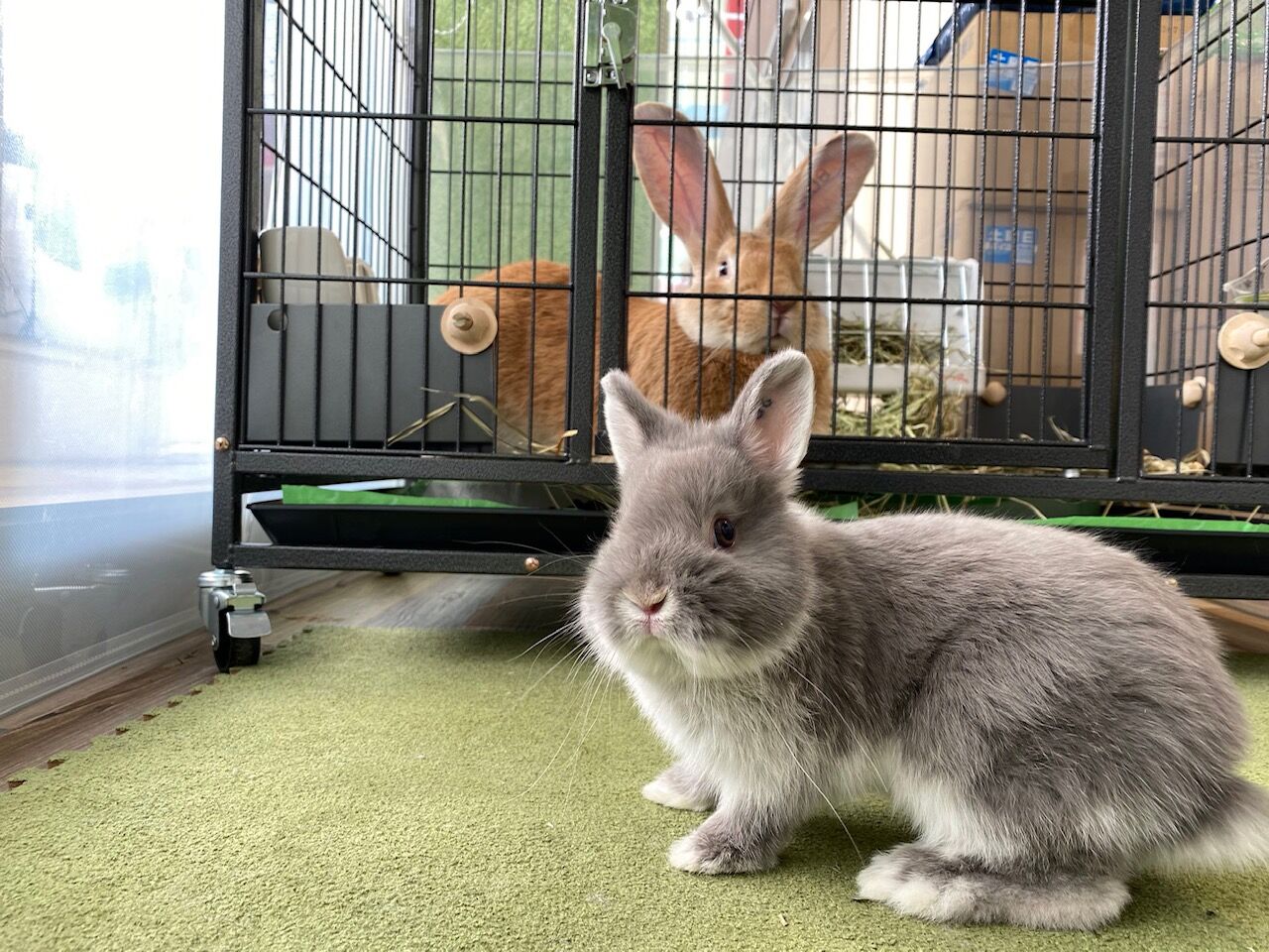 フレミッシュジャイアントのサニー君♪ : うさぎブログ うさぎのしっぽ