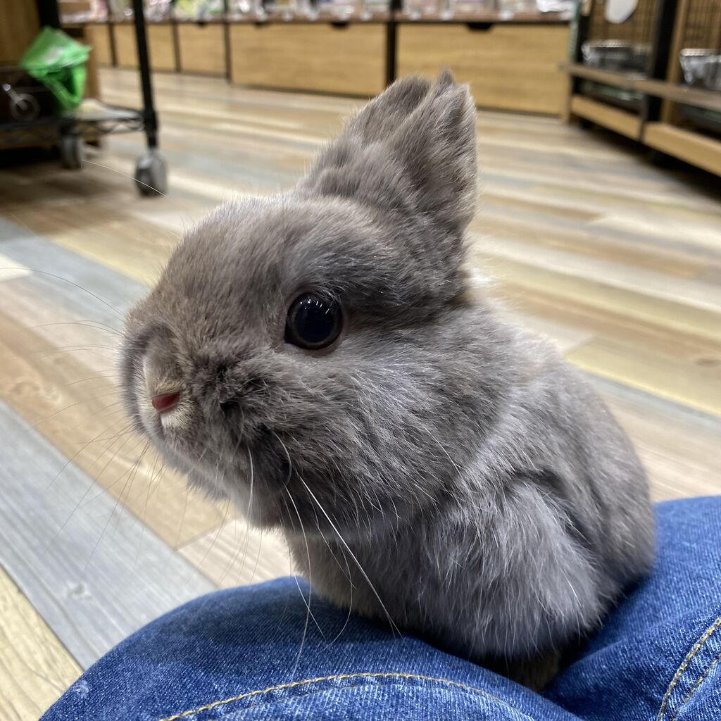 うさぎのしっぽ　うさぎのフード うさぎのしっぽ うさぎのフード うさぎの飼い方・病気情報、通販