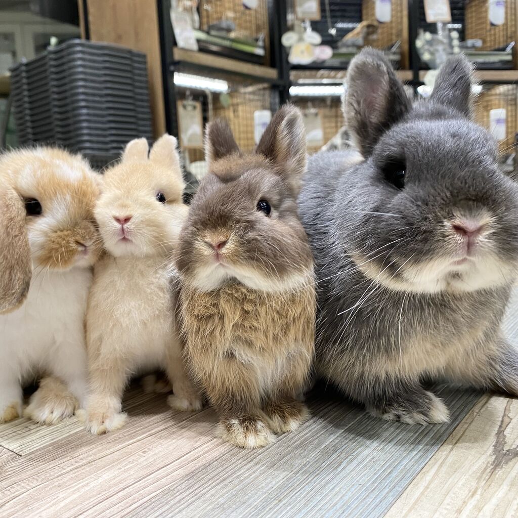 おっきなおかお！！ : うさぎブログ うさぎのしっぽ公式ブログ「日々 