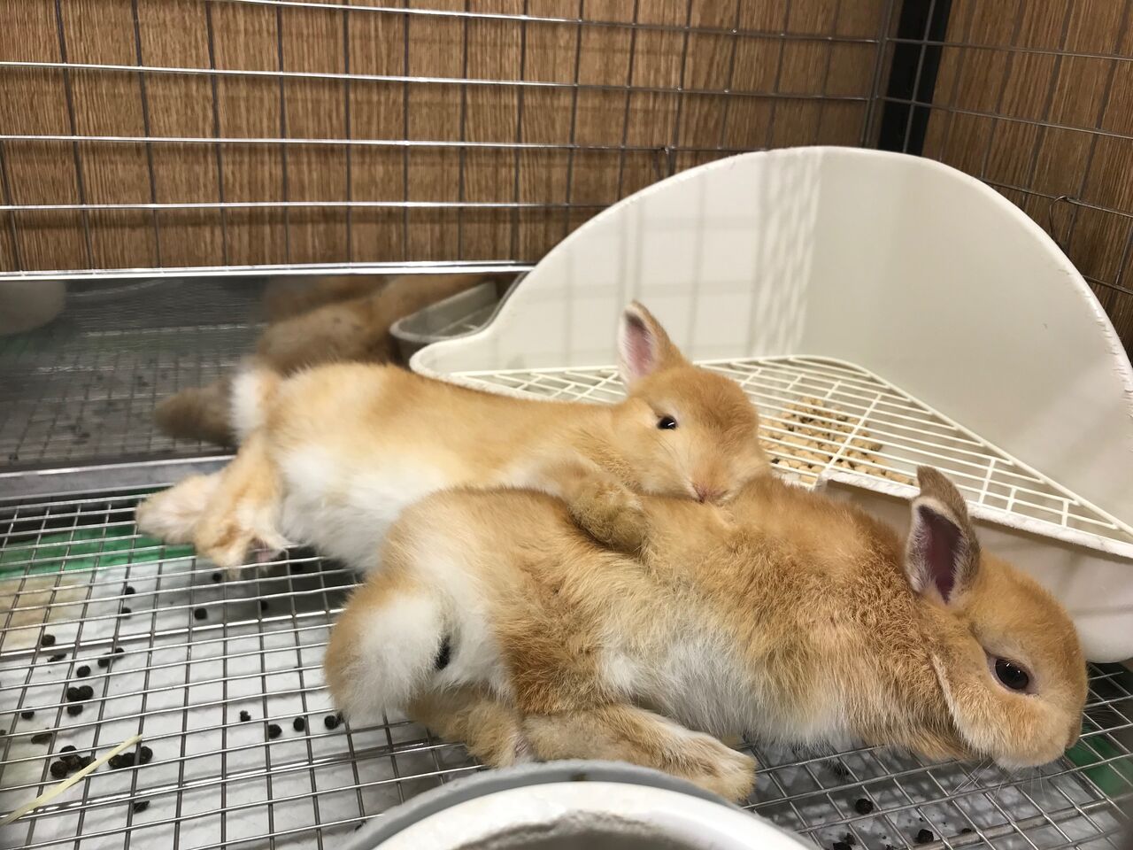 うさぎブログ うさぎのしっぽ公式ブログ 日々しっぽ しっぽホテルのご案内 うさぎブログ うさぎのしっぽ公式ブログ 日々しっぽ しっぽホテルのご案内