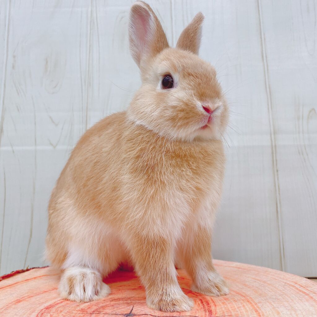 ♡うさちゃん♡ページ 新入りうさちゃん紹介します！ : うさぎブログ うさぎのしっぽ公式