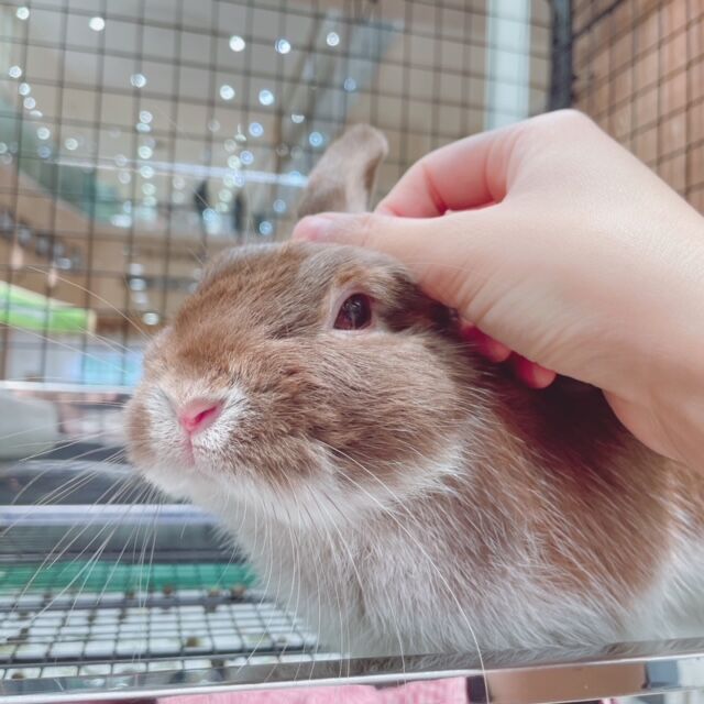 やんちゃ王紹介！！！ : うさぎブログ うさぎのしっぽ公式ブログ「日々