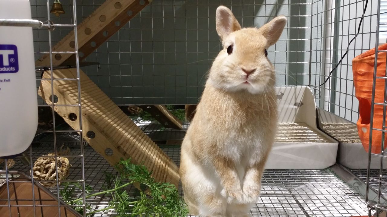 うさぎブログ うさぎのしっぽ公式ブログ 日々しっぽ 年末年始のご予定はお決まりですか うさぎブログ うさぎのしっぽ公式ブログ 日々しっぽ 年末年始のご予定はお決まりですか