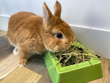数量限定！「うさぎの七草 やさいミックス」 : うさぎブログ