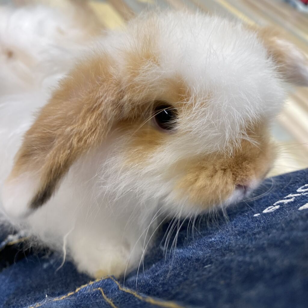 ふわふわちゃんズ : うさぎブログ うさぎのしっぽ公式ブログ「日々しっぽ」