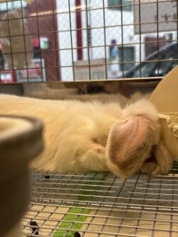 ¥Û¡¼¥é¥ó¥É¥í¥Ã¥×1