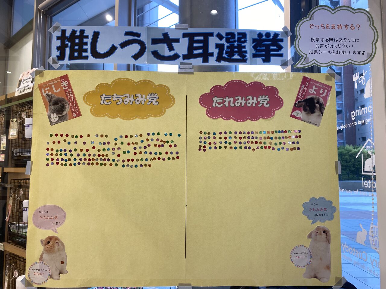 新アイドル登場！！ : うさぎブログ うさぎのしっぽ公式ブログ「日々