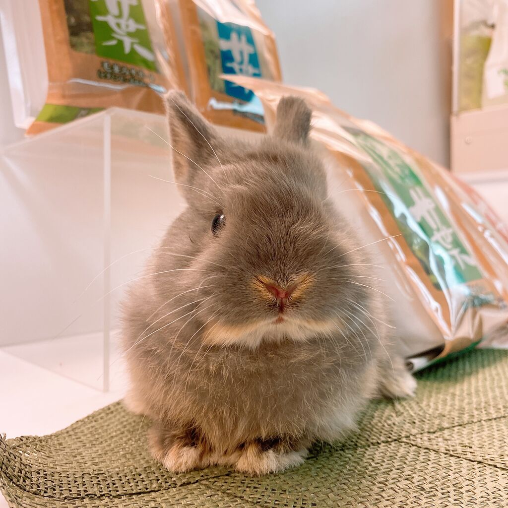 うさぎブログ うさぎのしっぽ公式ブログ 日々しっぽ 恵比寿店 Livedoor Blog ブログ