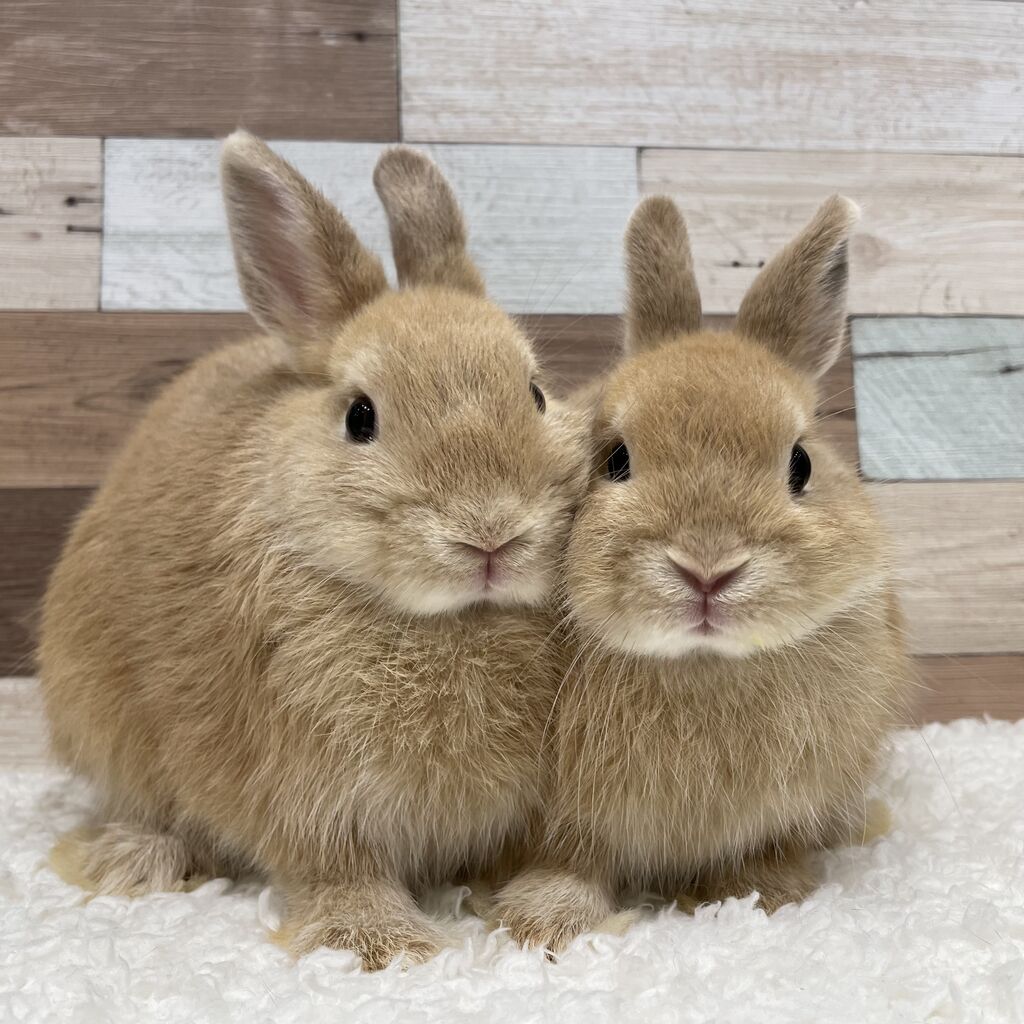 うさぎブログ うさぎのしっぽ公式ブログ 日々しっぽ かわいい仲間たち