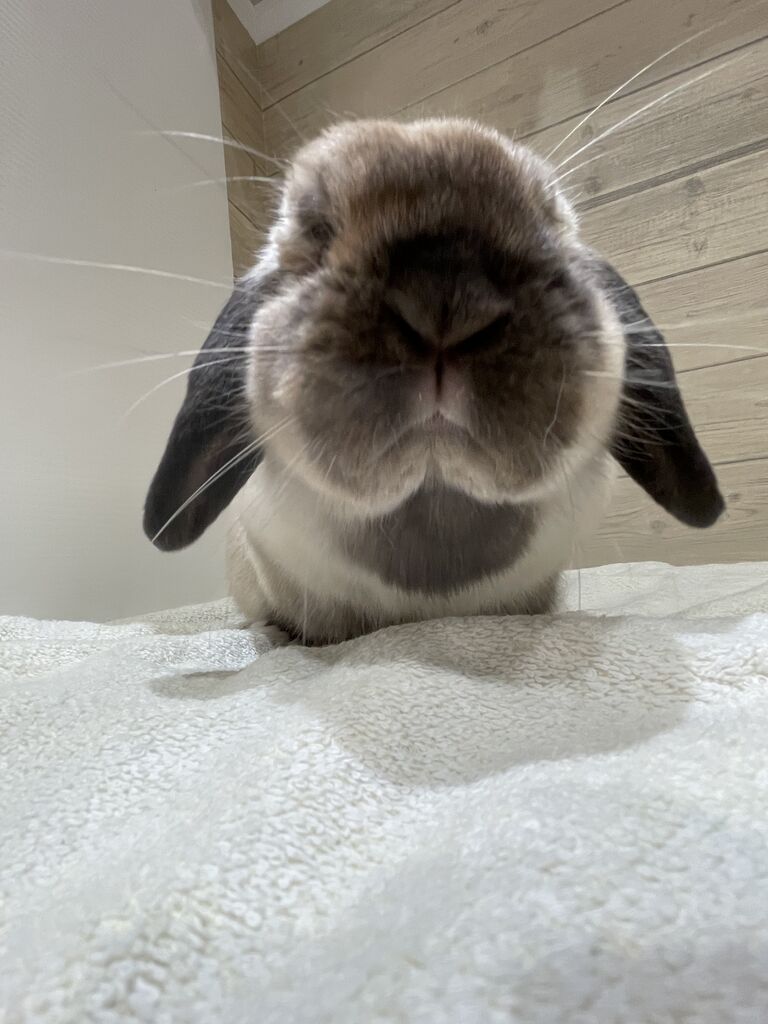 福袋情報！ : うさぎブログ うさぎのしっぽ公式ブログ「日々しっぽ」