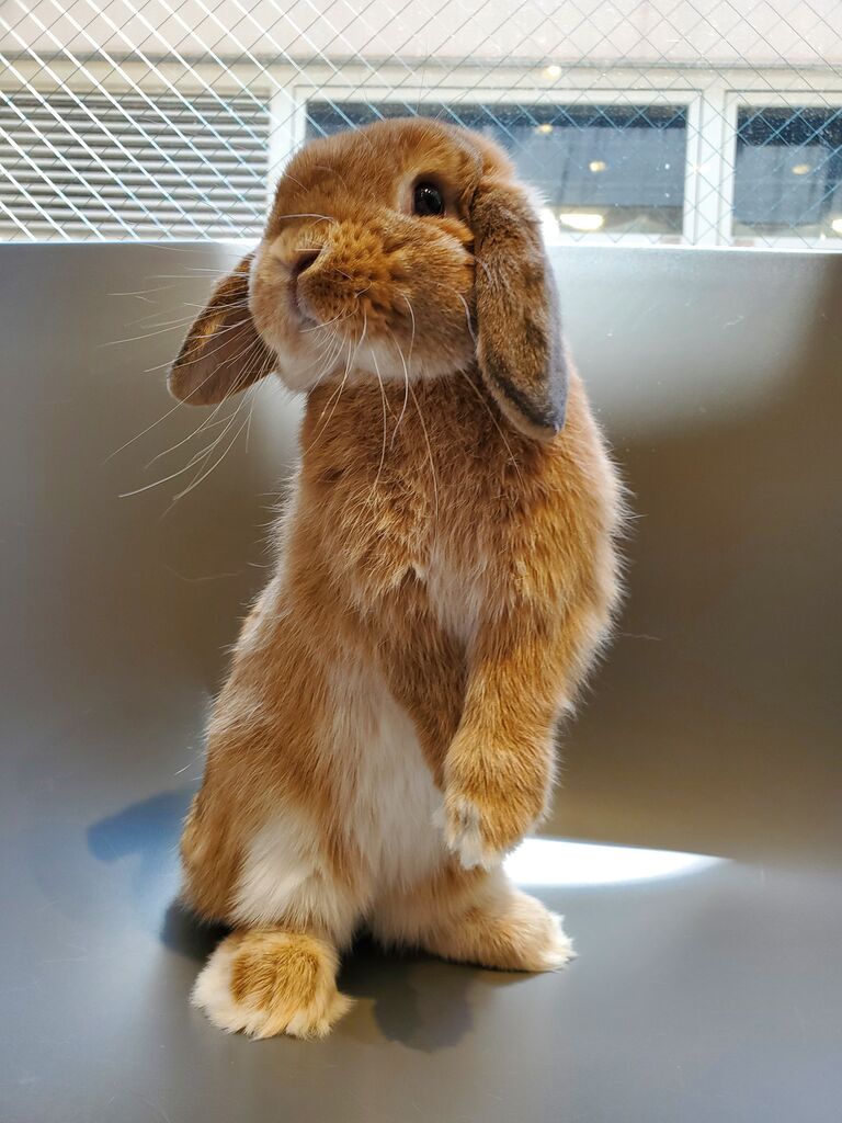 うさぎブログ うさぎのしっぽ公式ブログ 日々しっぽ かわいいんです