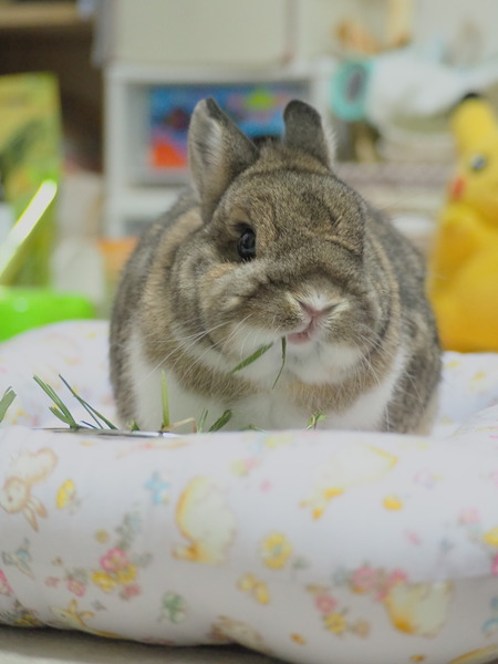 �֥����̿���