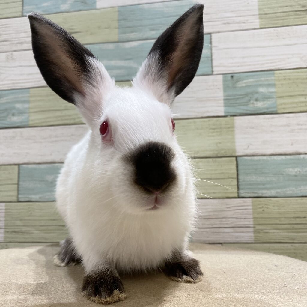 かわいいおちびず : うさぎブログ うさぎのしっぽ公式ブログ「日々しっぽ」