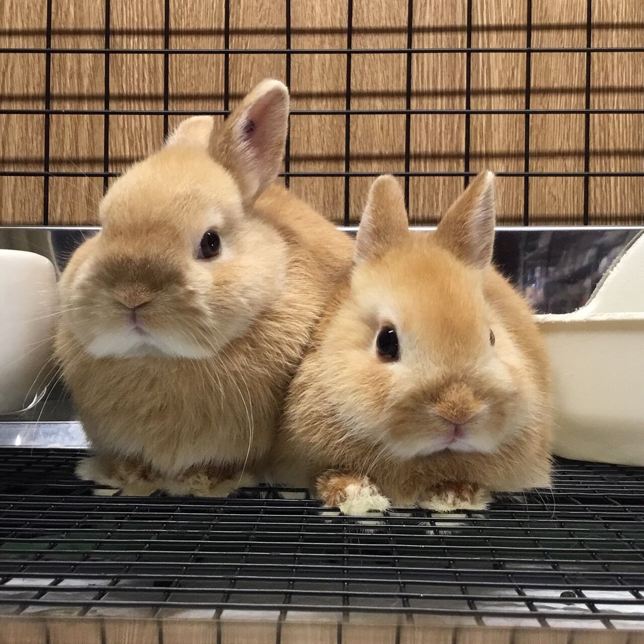 新入りうさちゃん大集合♡ : うさぎブログ うさぎのしっぽ公式ブログ