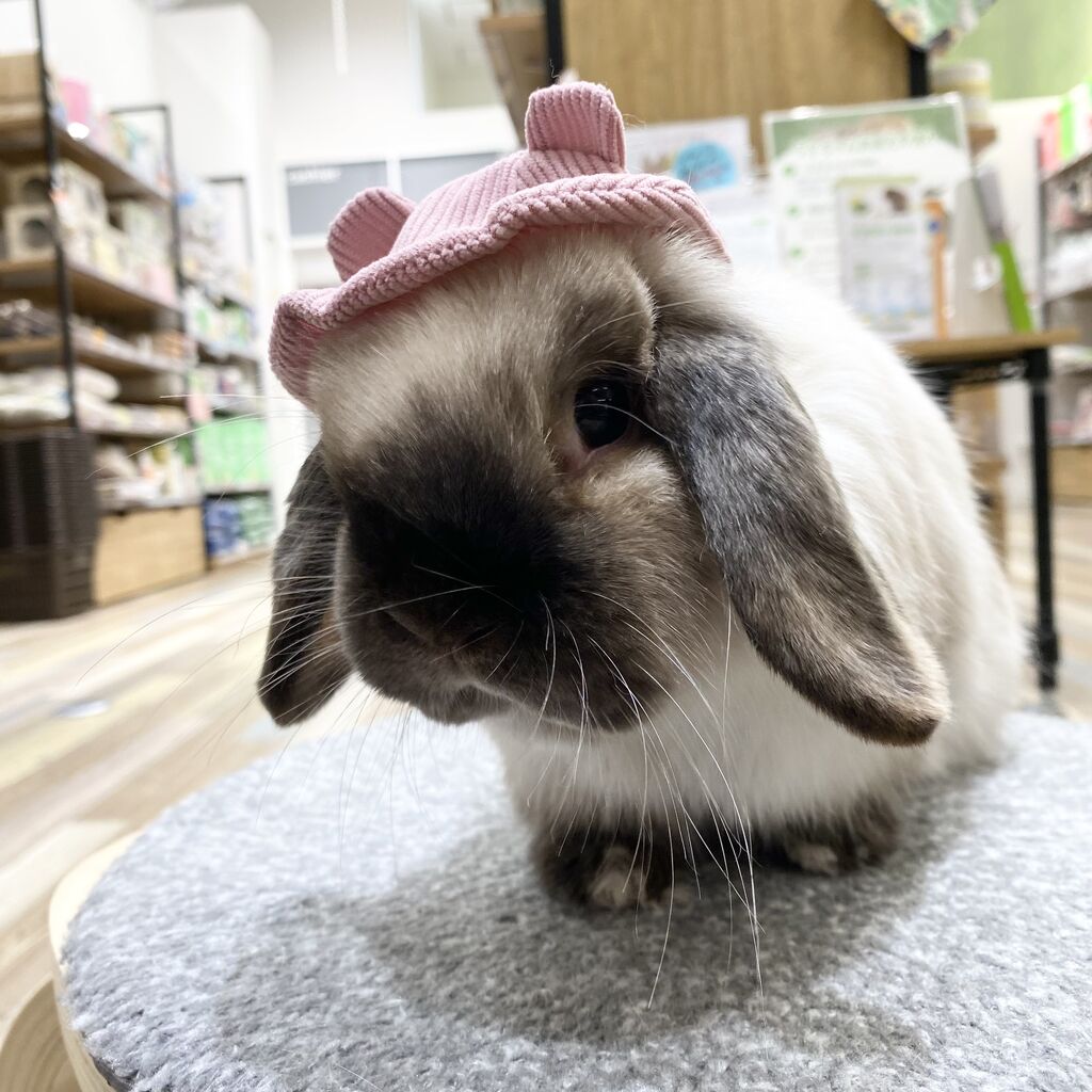 うさぎ✨ 新アイドル登場！！ : うさぎブログ うさぎのしっぽ公式ブログ