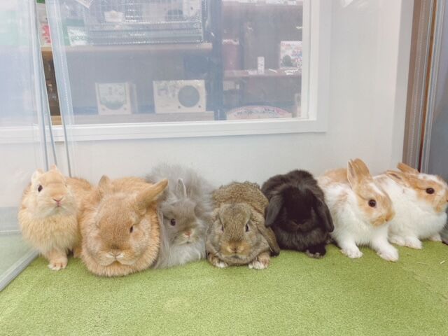 新入りうさちゃんデビューしました♪ : うさぎブログ うさぎのしっぽ