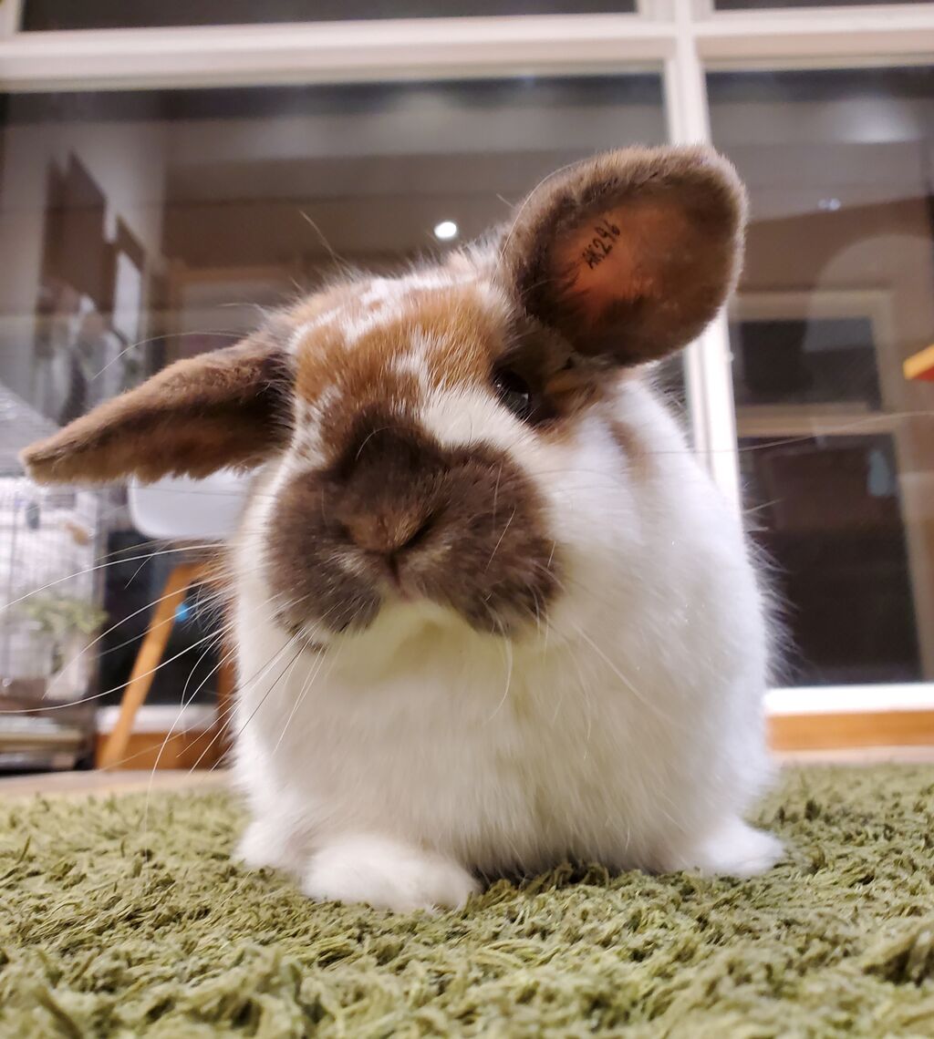 うさぎブログ うさぎのしっぽ公式ブログ 日々しっぽ アメリカからこんにちは うさぎブログ うさぎのしっぽ公式ブログ 日々しっぽ アメリカからこんにちは