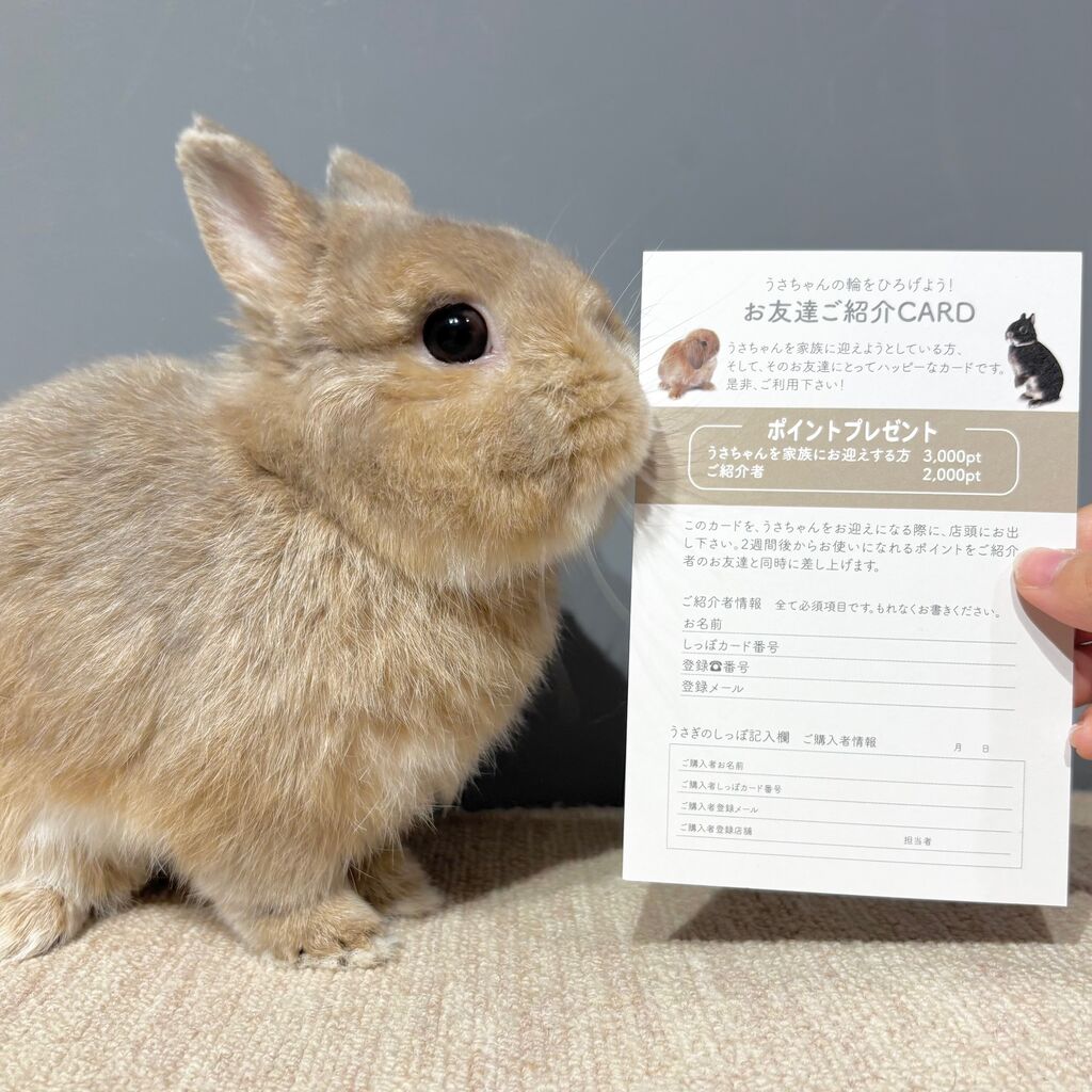 うさぎのしっぽのお得なお知らせ！ : うさぎブログ うさぎのしっぽ公式
