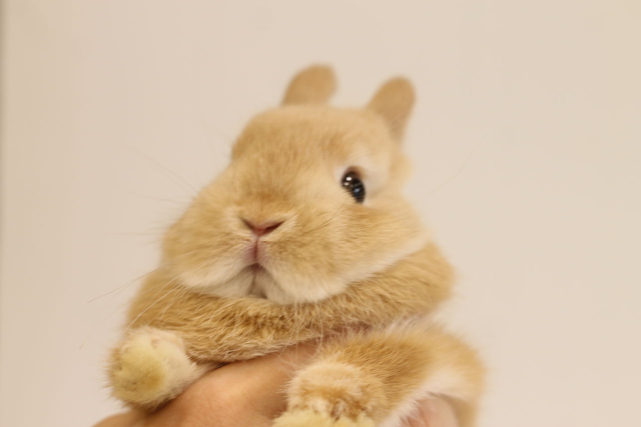 吉祥寺店の可愛いうさちゃん : うさぎブログ うさぎのしっぽ公式