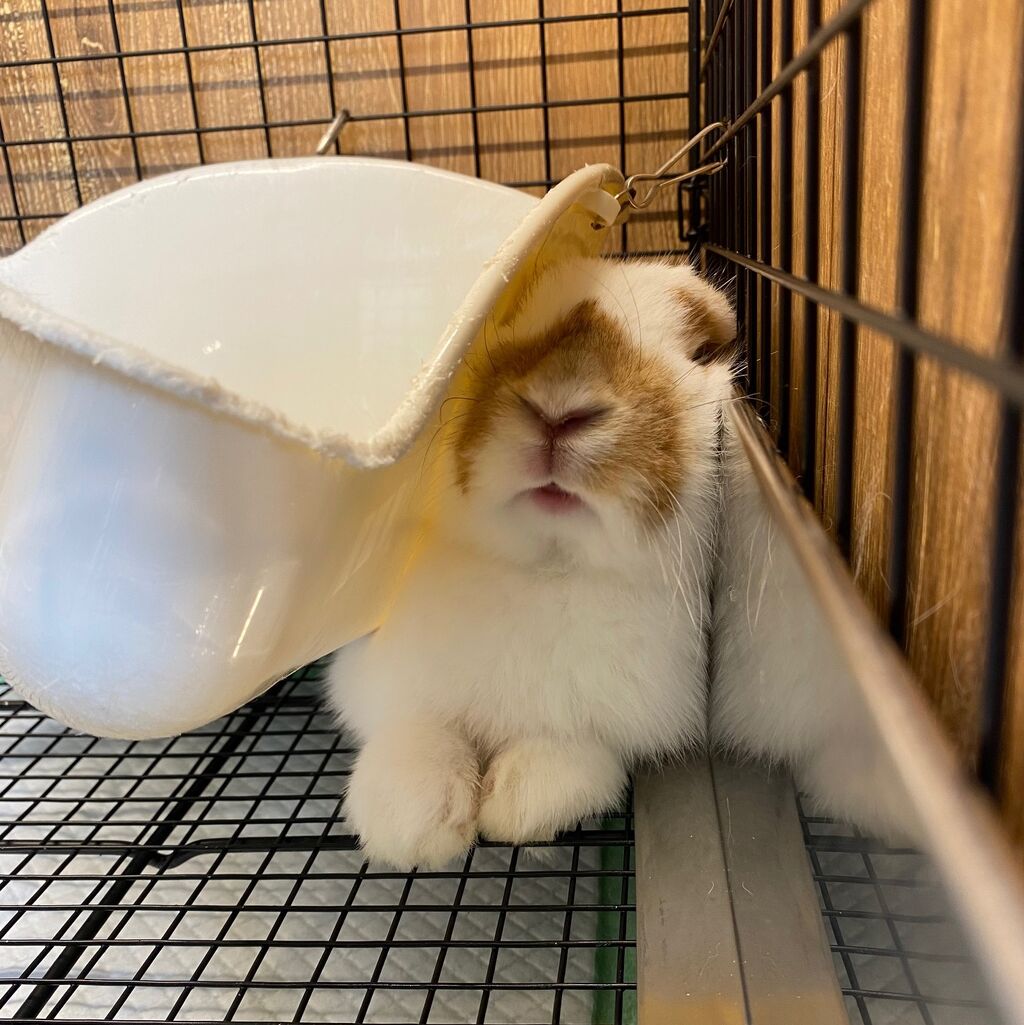 うさぎブログ うさぎのしっぽ公式ブログ 日々しっぽ 狭いところ大好き