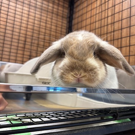 狭いところ大好きなロップちゃんたち : うさぎブログ うさぎのしっぽ