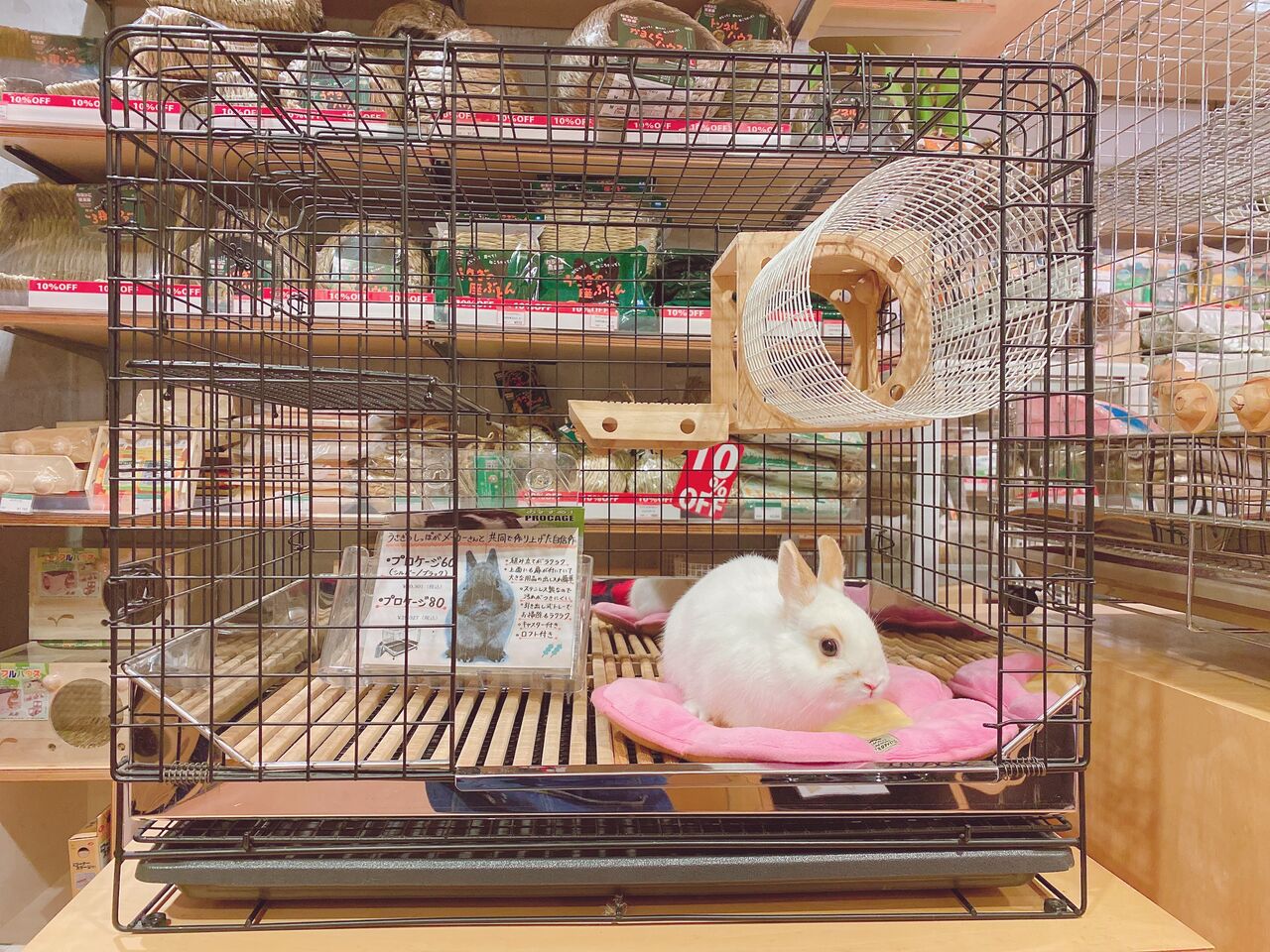 うさぎブログ うさぎのしっぽ公式ブログ 日々しっぽ あけました 新年です うさぎブログ うさぎのしっぽ公式ブログ 日々しっぽ あけました 新年です